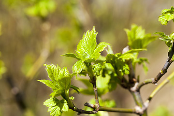 Image showing trees in the spring