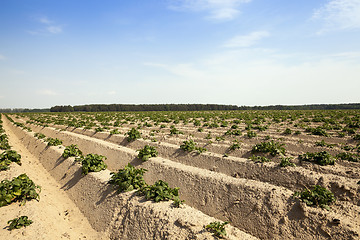 Image showing Potatoes in the field
