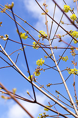 Image showing trees in the spring