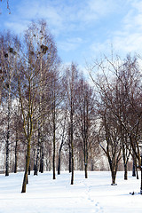 Image showing Birch tree in winter