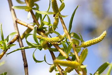 Image showing willow trees in the spring