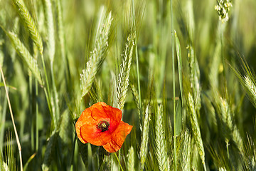 Image showing Poppy in the field