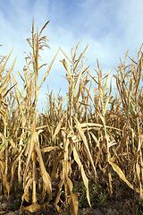 Image showing Green immature corn