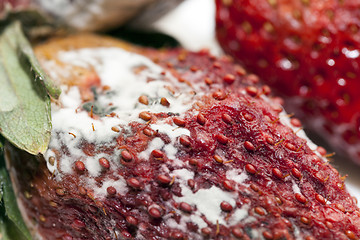 Image showing Strawberry with mold