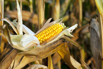 Image showing field with mature corn