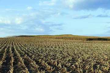 Image showing harvested mature corn