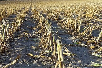 Image showing harvested mature corn