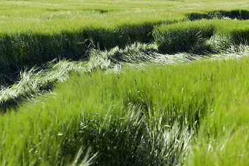 Image showing destruction of green cereals