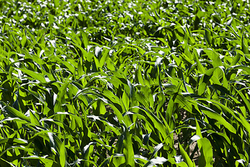 Image showing Green corn field