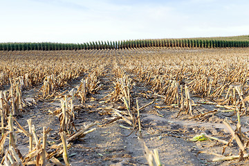 Image showing harvested mature corn