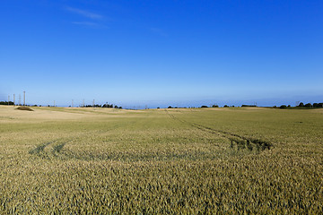 Image showing farm field cereals