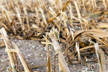 Image showing harvested mature corn