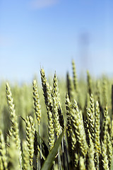Image showing unripe ears of wheat
