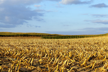 Image showing harvesting corn, defocus