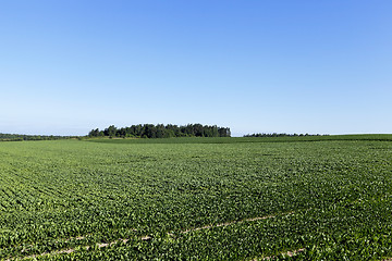 Image showing Field with sugar beet