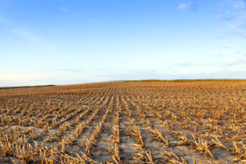 Image showing harvesting corn, field