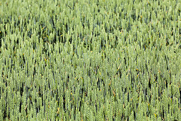 Image showing green cereals, close-up