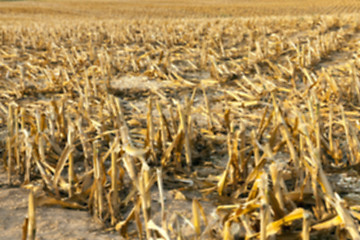 Image showing harvesting corn , defocus