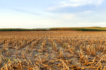 Image showing harvesting corn, defocus