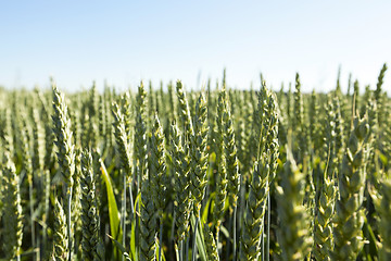 Image showing agricultural field wheat