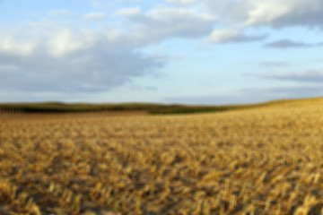 Image showing harvesting corn, defocus