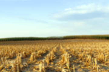 Image showing harvesting corn , defocus