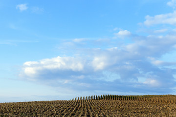 Image showing harvested mature corn