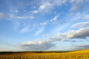 Image showing harvesting corn, defocus