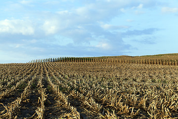 Image showing mature corn crop