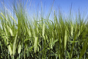 Image showing immature green grass