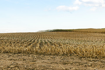 Image showing harvested mature corn