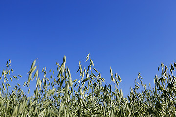 Image showing immature green grass