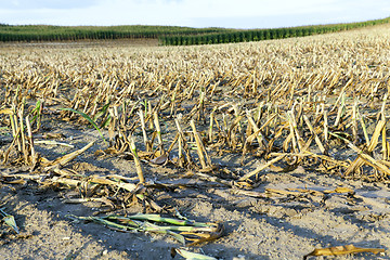 Image showing mature corn crop