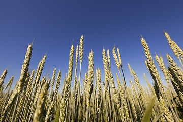 Image showing unripe ears of wheat