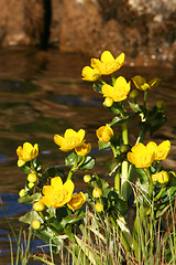 Image showing water of life