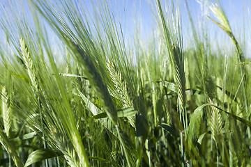 Image showing immature green grass