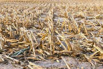 Image showing harvesting corn, close up