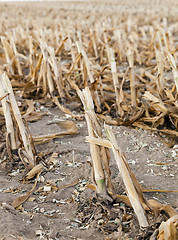 Image showing harvested mature corn