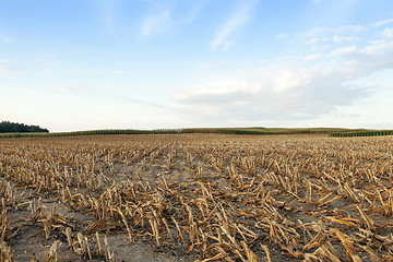 Image showing harvested mature corn