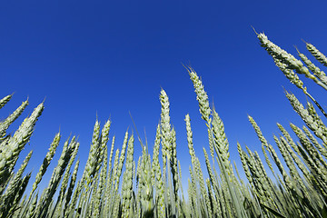 Image showing agricultural field wheat