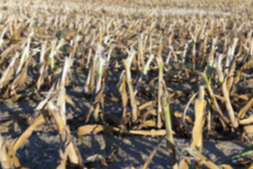 Image showing harvesting corn , defocus