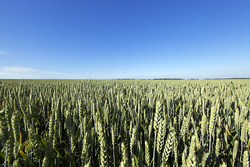 Image showing immature green grass