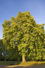 Image showing woman at the park