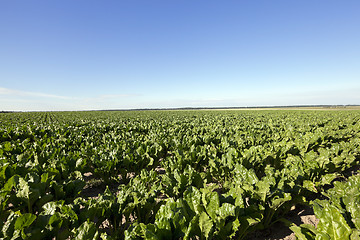 Image showing Field with sugar beet
