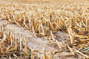 Image showing harvesting corn, close up