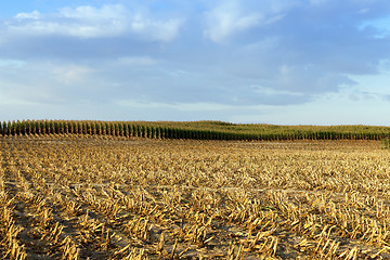 Image showing harvested mature corn