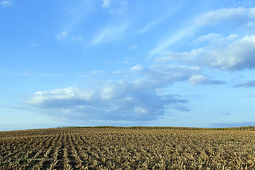 Image showing harvested mature corn