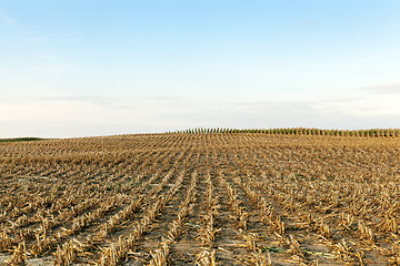 Image showing harvested mature corn