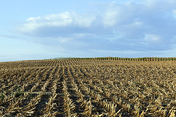 Image showing harvested mature corn