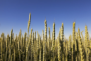 Image showing immature grass sky